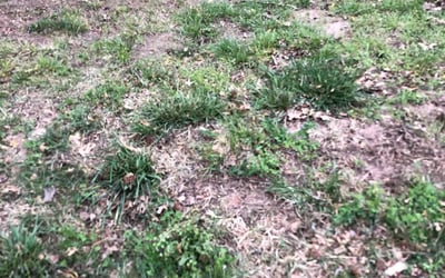 Photo of Laura M.'s yard after getting landscaping in Marshfield, MO