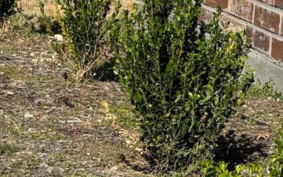 Photo of Josh G.'s yard after getting landscaping in Bardwell, TX