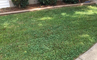 Photo of Matthew C.'s yard after getting landscaping in Benedict, MD