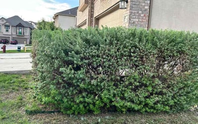 Photo of Jon A.'s yard after getting tree care in Del Valle, TX