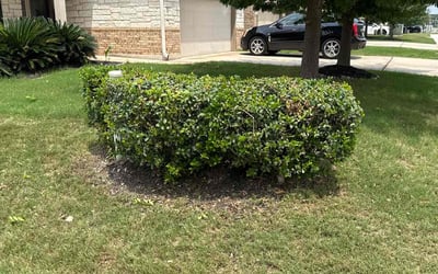 Photo of Lauren M.'s yard after getting tree care in Universal City, TX
