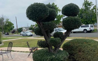Photo of Amy W.'s yard after getting landscaping in Yorba Linda, CA