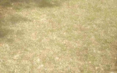 Photo of Nicole W.'s yard after getting landscaping in Moon, VA