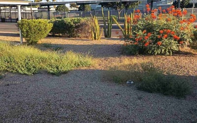 Photo of Amy M.'s yard after getting landscaping in Palo Verde, AZ