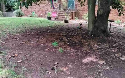 Photo of Nancy S.'s yard after getting landscaping in Chapel Hill, NC