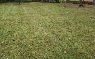 Photo of Andrew F.'s yard after getting landscaping in Hilton, NY