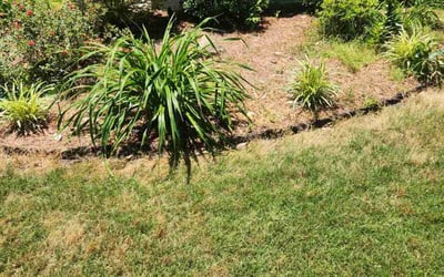 Photo of Mike M.'s yard after getting landscaping in Suwanee, GA