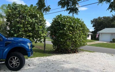 Photo of Ben F.'s yard after getting tree care in Longboat Key, FL