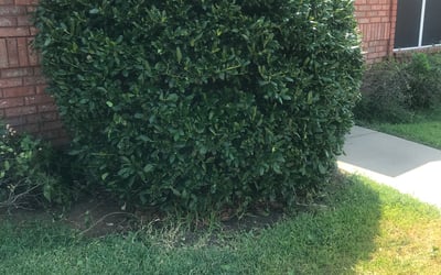 Photo of Austin F.'s yard after getting lawn care in Grapevine, TX