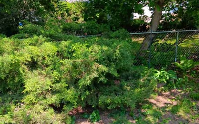 Photo of Tod P.'s yard after getting tree care in Madison, WI