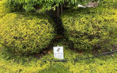 Photo of Angela P.'s yard after getting landscaping in Albany, NY