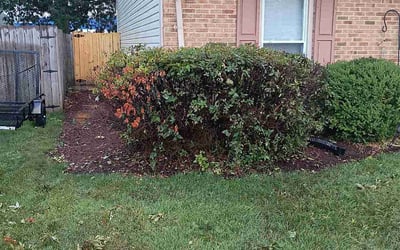 Photo of Michael H.'s yard after getting landscaping in Virginia Beach, VA