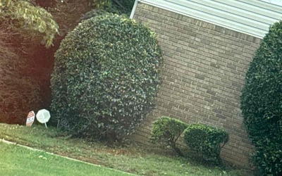 Photo of Alexis T.'s yard after getting tree care in Huntsville, AL