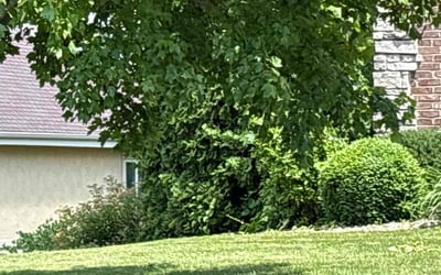 Photo of Alex S.'s yard after getting landscaping in Oregon, WI