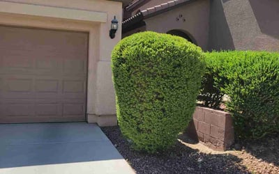 Photo of Christopher H.'s yard after getting landscaping in Las Vegas, NV