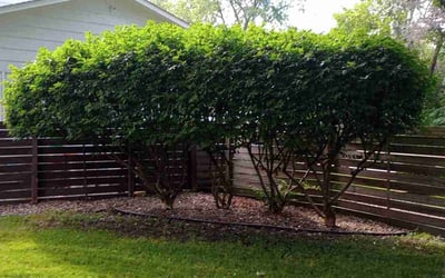 Photo of Donna C.'s yard after getting tree care in Hudson, WI