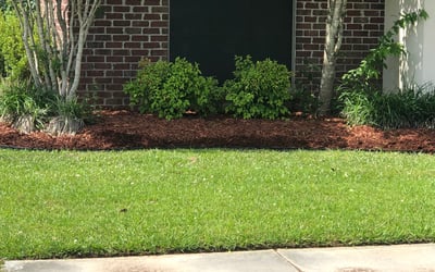 Photo of Shawn F.'s yard after getting landscaping in Donaldsonville, LA