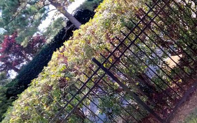 Photo of Lisa S.'s yard after getting landscaping in Four Oaks, NC