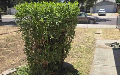 Photo of Javier C.'s yard after getting landscaping in San Jose, CA