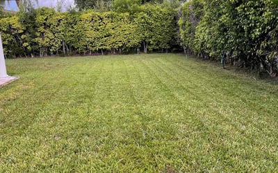 Photo of Matthew N.'s yard after getting landscaping in Miami, FL