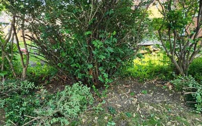 Photo of Kathy W.'s yard after getting landscaping in Joliet, IL