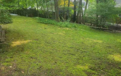 Photo of Brian U.'s yard after getting landscaping in Winchester, MA