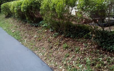 Photo of Theresa G.'s yard after getting landscaping in Fort Mitchell, KY