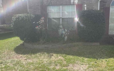 Photo of David G.'s yard after getting tree care in Metairie, LA