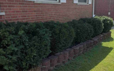 Photo of Lauren S.'s yard after getting landscaping in Williamstown, KY