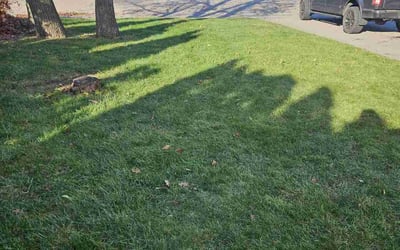 Photo of Jason B.'s yard after getting landscaping in Attleboro, MA