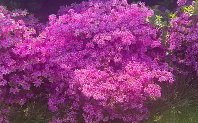 Photo of Rhonda S.'s yard after getting landscaping in New Windsor, MD