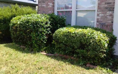 Photo of Charles G.'s yard after getting landscaping in Mckinney, TX