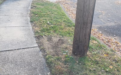 Photo of Jared C.'s yard after getting landscaping in Williamstown, NJ