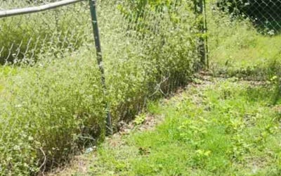 Photo of Travis B.'s yard after getting landscaping in Wichita Falls, TX