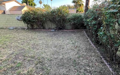 Photo of Monique A.'s yard after getting tree care in Lompoc, CA