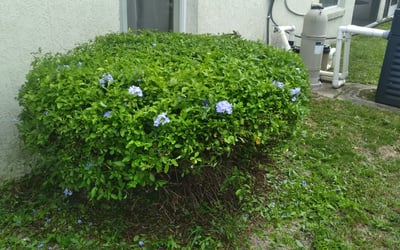 Photo of Patrick M.'s yard after getting landscaping in Eagle Lake, FL