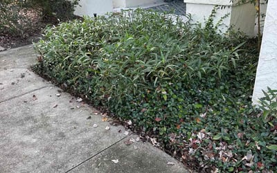 Photo of Thomas O.'s yard after getting landscaping in Osteen, FL