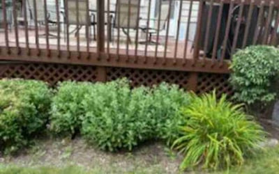 Photo of Buddy L.'s yard after getting landscaping in Oneida, NY