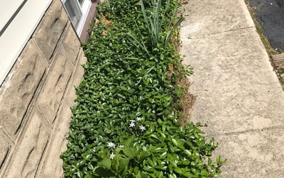 Photo of Allison D.'s yard after getting landscaping in Cape May Court House, NJ