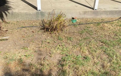 Photo of Lynda E.'s yard after getting tree care in South Lake Tahoe, CA