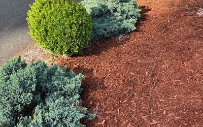 Photo of Susie G.'s yard after getting landscaping in Buckley, WA
