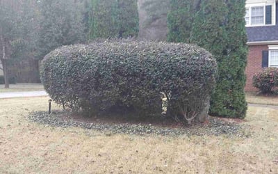 Photo of Sylvia H.'s yard after getting tree care in Decatur, GA