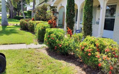 Photo of Jessica B.'s yard after getting landscaping in Saint Petersburg, FL