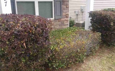 Photo of Sebrina R.'s yard after getting landscaping in Scotts, NC
