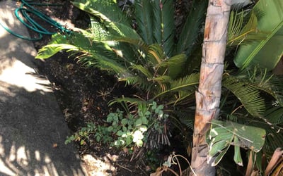 Photo of Kathleen P.'s yard after getting landscaping in Malibu, CA