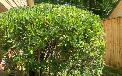 Photo of Sandra I.'s yard after getting landscaping in Coldwater, MS
