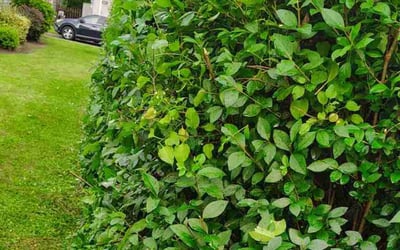 Photo of Justin K.'s yard after getting landscaping in Scranton, PA