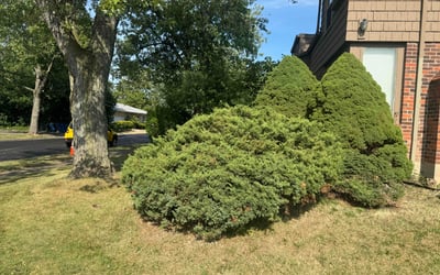 Photo of Cassandra M.'s yard after getting tree care in Brooklyn, NY