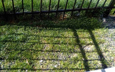 Photo of Scott S.'s yard after getting landscaping in Georgetown, CO