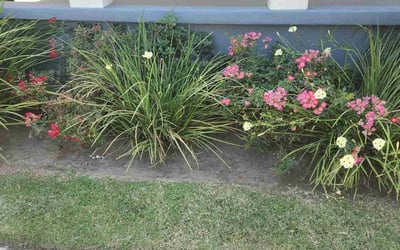 Photo of Rebecca F.'s yard after getting landscaping in Destrehan, LA